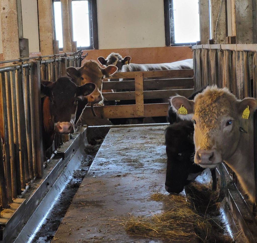 Cows in the stable at Östanvik farm on Nämdö 